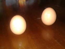 SETIAP PERAYAAN PEH CUN TELUR BISA BEDIRI