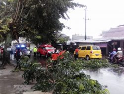 POHON TUMBANG AKIBAT CUACA BURUK