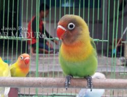 Hasil Penelitian Ungkap Manfaat Menonton Burung, Wouw!