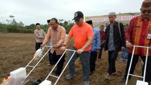 Unik! Gubernur Erzaldi Luncurkan Program Upaya Khusus Sapi Indukan Wajib Bunting