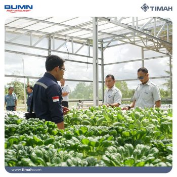 Melihat Tanaman Hidroponik Dalam Lahan Reklamasi