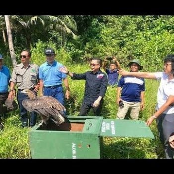 Bersama Melepasliarkan Satwa