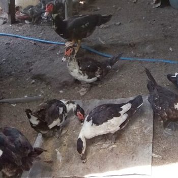 Peternak Unggas Ini Terbantu