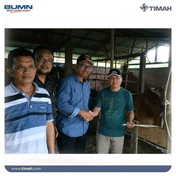 PT Timah Salurkan  Paket Sembako & Sapi Buat Lebaran