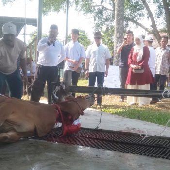 112 Hewan Qurban! Agar Berkah Menyertai Operasi PT Timah