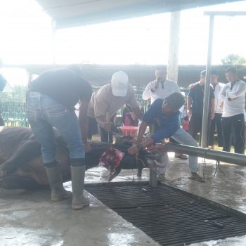 Alfurqon Sembelih 25 Qurban Juga Sapi Direksi PT Timah