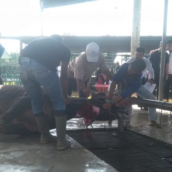 Unmet Muntok Sembelih 19 Hewan Qurban Untuk Dibagikan