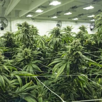 Thailand Ingin Ganja Legal Buat Tarik Wisatawan Mancanegara