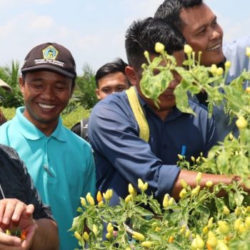 Rangkaian Program Natak Kampung Gubernur, Panen Cabe