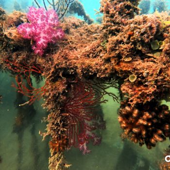 PT Timah Sebar 3.300 Artificial Reef, Reklamasi Laut Bangka
