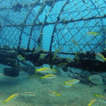 PT Timah Sebar 995 Artificial Reed Untuk Jaga Ekosistem Laut