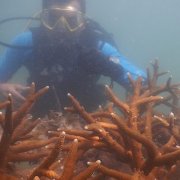 Selain Rehabilitasi Jenis Ikan, Transplantasi Karang Dan Fish Shelter, PT Timah Juga Hadirkan Spot Wisata Bawah Laut