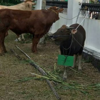 Warga Gabek Ucapkan Terima Kasih Kepada Walikota Pangkalpinang