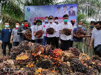 Bupati Bangka Lakukan Tanam Kelapa Sawit Secara Perdana