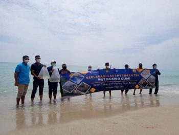 PT Timah Lepas Ratusan Anakan Cumi di Pantai Tikus Emas