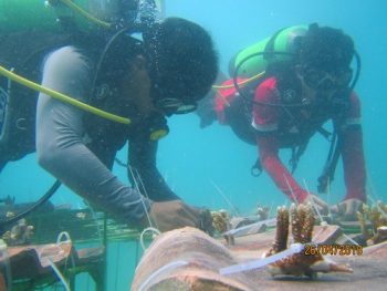 Sejak 2016, PT Timah Telah Tenggelamkan 4.580 Unit Artificial Reef di Laut Babel