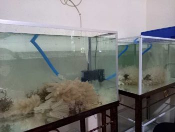 Perkaya Populasi Cumi, PT Timah akan Melepas Anakan Cumi ke Laut