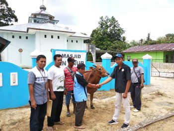 Tahun ini PT Timah Bagikan 203 Hewan Kurban di Tiga Provinsi
