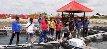 PT Timah Bersama Pokdakan Pesona Cahaya Lestari Budidayakan Kakap Putih