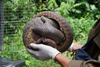 PT Timah Bersama Alobi Lepasliarkan Enam Satwa Langka di Hutan Konservasi