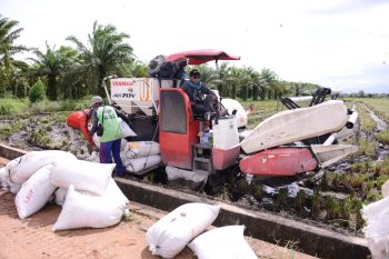 Mitra Binaan PT Timah Tbk Manfaatkan Peluang Usaha Pertanian di Desa Rias