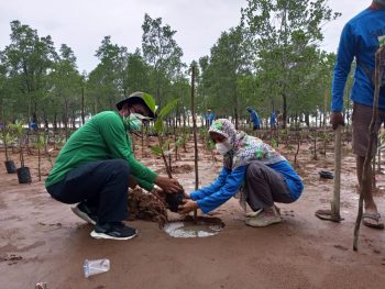 Kelompon Nelayan Jaya Mandiri Bersama PT Timah Tbk Tanam 1000 Mangrove di Pantai Sungai Baru Muntok