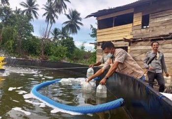 Gerakan Ekonomi PT Timah Bagikan 500 Ribu Benur Udang Vaname