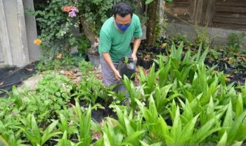 Tingkatkan Animo Masyarakat Bertani, PT Timah Bantu Gapoktan Kulur Jaya