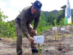 PT Timah Tanam Ribuan Pohon Buah di Lahan Kritis Bukit Menumbing