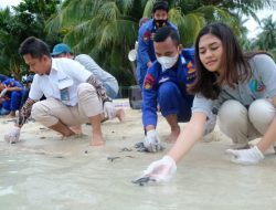 PT Timah Tbk Melepasliarkan Ratusan Anak Penyu di Pulau Ketawai