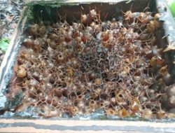 Komunitas Madu Teran Manfaatkan Lahan Reklamasi PT Timah Tbk Untuk Ternak Madu