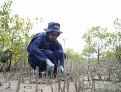 Menjaga Ekosistem Pesisir dan Wujudkan Net Zero Emission, PT Timah Tbk Konsisten Tanam Mangrove di Wilayah Operasional