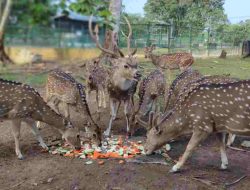 Langkah Konkrit PT Timah Tbk dalam Melestarikan Satwa, Bentuk PPS Alobi hingga Lakukan Penangkaran Rusa