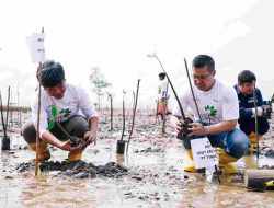 Kolaborasi dengan AMPG, PT Timah Tbk Tanam 5.000 Batang Mangrove di Bangka Barat