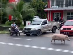 Viral Seekor Babi Berukuran Besar Muncul di Jalan Raya Sijuk