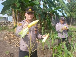 Dukung Ketahanan Pangan, Polsek Merawang Manfaatkan Lahan Pekarangan