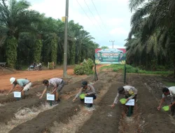 Polsek Belinyu dan PT. GPL Tanam Jagung untuk Swasembada Pangan