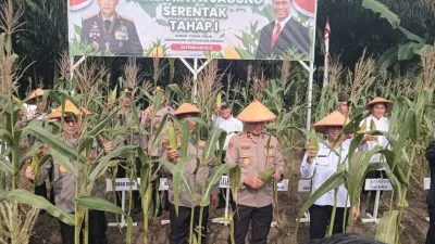 Panen Raya Jagung di Mendo Barat, Bukti Sinergi Ketahanan Pangan