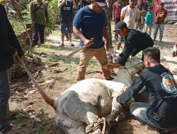 Momentum Idul Adha 1446 H, Jadi Ajang Silaturrahmi MPW PP Babel