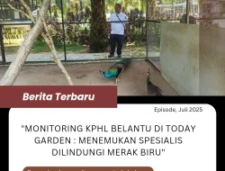 KPHL Belantu Mendanau Temukan Merak Biru Dilindungi di Today Garden