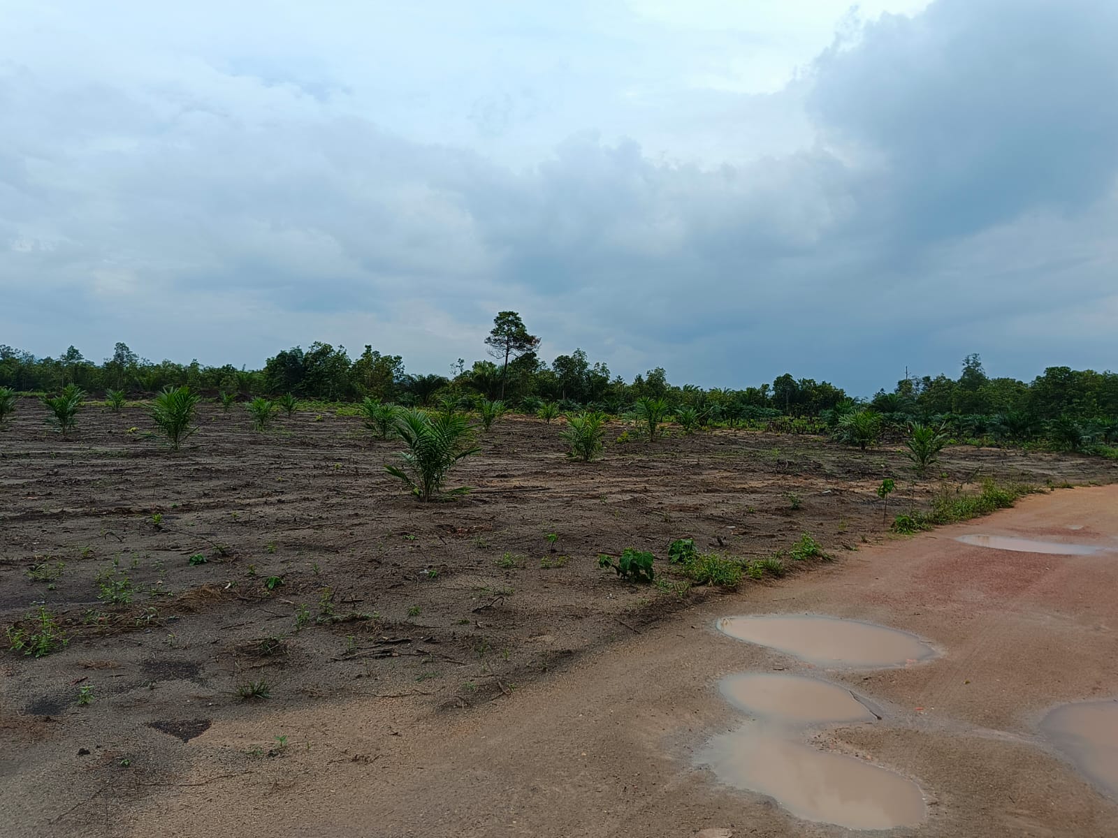 Sawit Ilegal di Kawasan Hutan Lindung dan Produksi di Pulau Belitung : Ancam Masa Depan Hutan