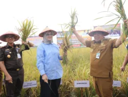 Pesta Panen di Persawahan Lisum Sejahtera, Gubernur Hidayat: Bukti Semangat Petani Desa Bukit Terap