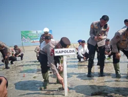 Ulah Tambang Timah Ilegal di HLP Terong, Mangrove yang Ditanam Mantan Kapolda Babel Rusak