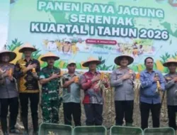 Panen Raya Jagung Serentak Digelar di Desa Tiang Tara Bangka
