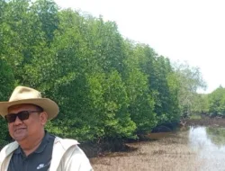 Wakil Ketua DPRD Babel Ajak Pelancong Coba Nikmati Hutan Mangrove Ini