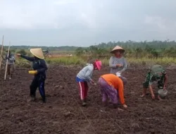 Satgas TMMD Kodim 0432/Basel Sulap Lahan Tidur di Penutuk Jadi Kebun Jagung dan Kacang