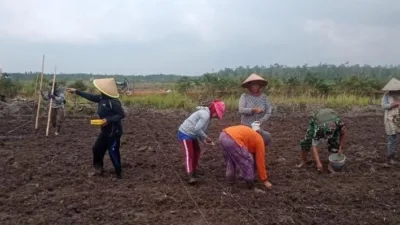 Satgas TMMD Kodim 0432/Basel Sulap Lahan Tidur di Penutuk Jadi Kebun Jagung dan Kacang