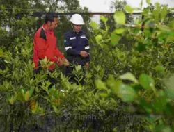 Perpres 79/2026 Jadi Tonggak Tata Kelola Baru Pertambangan PT Timah
