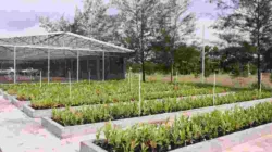 Komitmen Pengelolaan Lingkungan, PT TIMAH Reklamasi Ratusan Hektar Lahan Pasca Tambang di Bangka Belitung