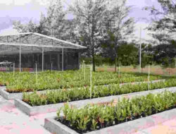 Komitmen Pengelolaan Lingkungan, PT TIMAH Reklamasi Ratusan Hektar Lahan Pasca Tambang di Bangka Belitung